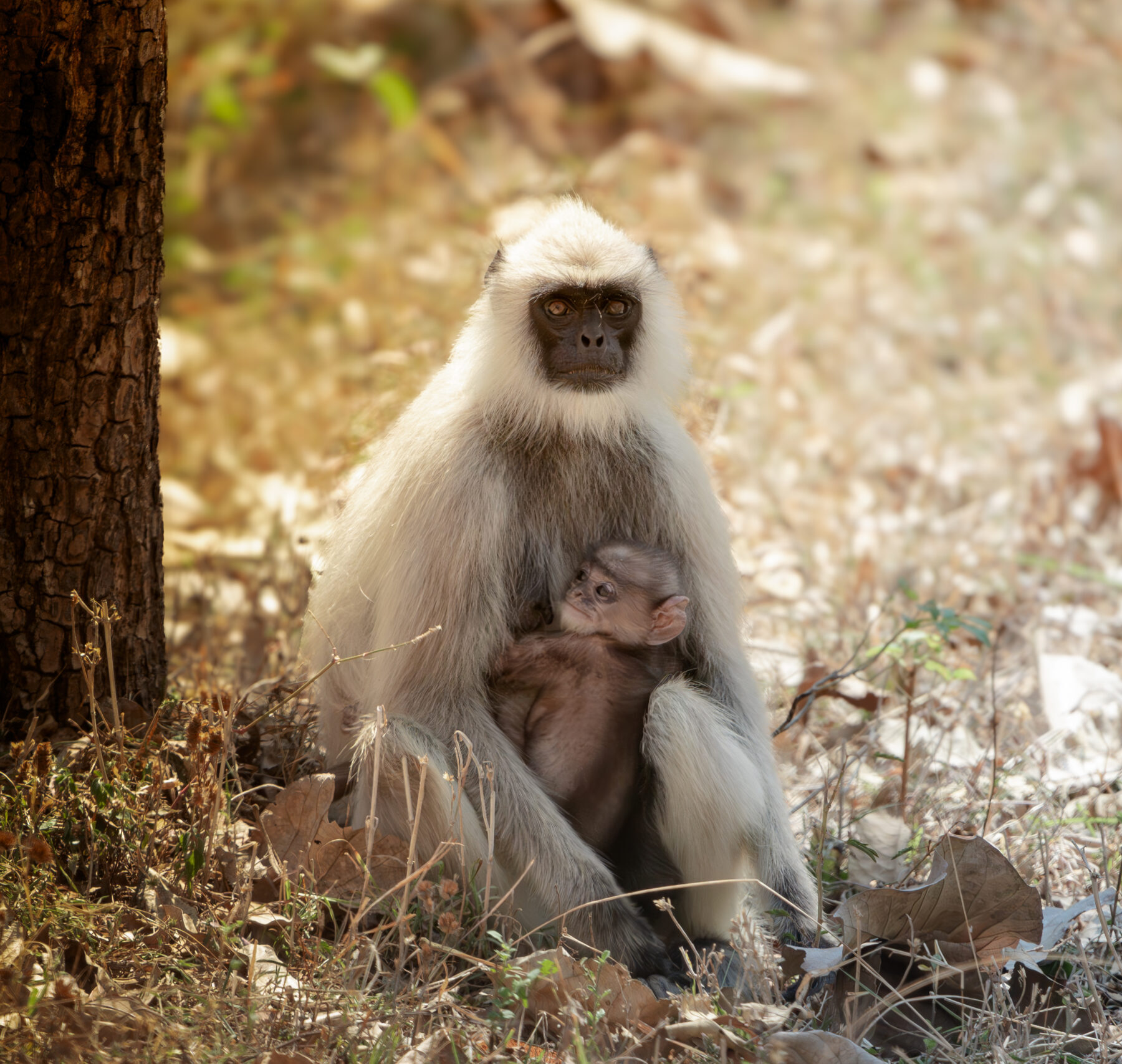 VK_01005-Enhanced-NR