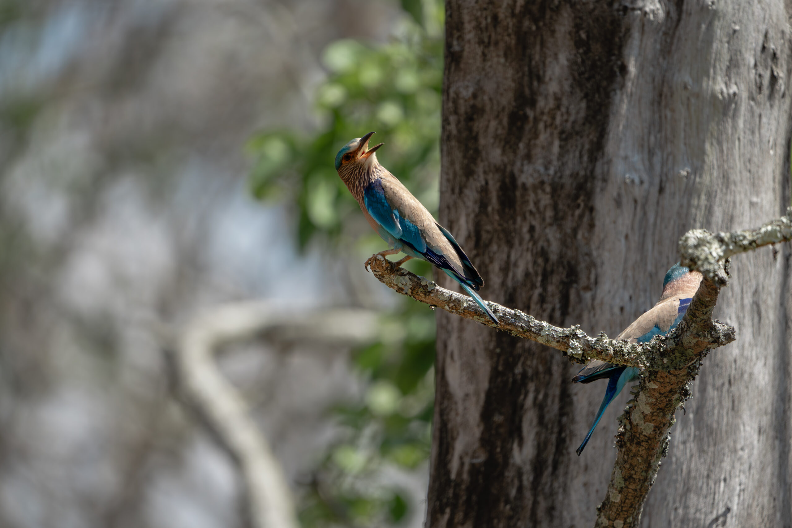 VK_01085-Enhanced-NR