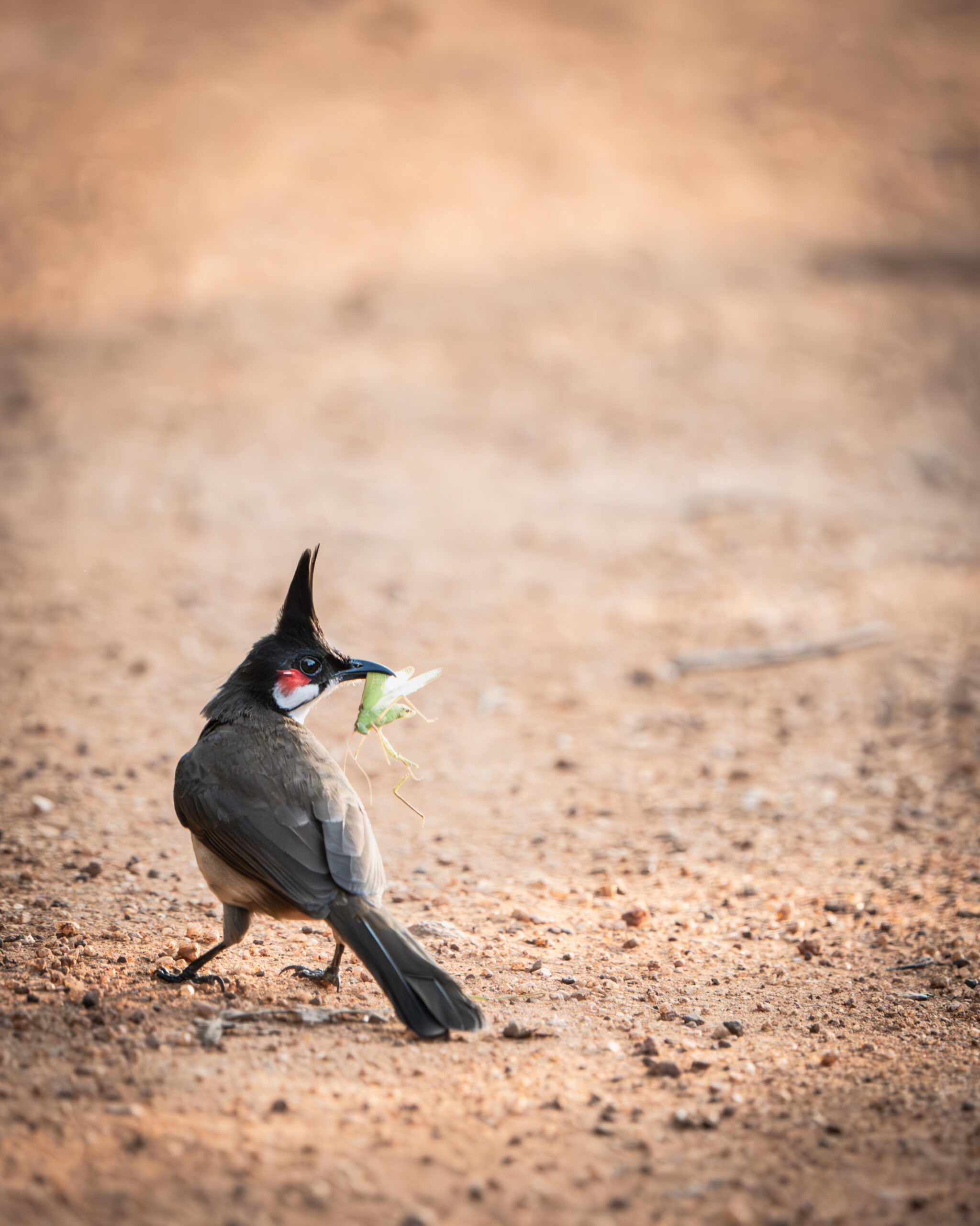 VK_01817-Enhanced-NR-2