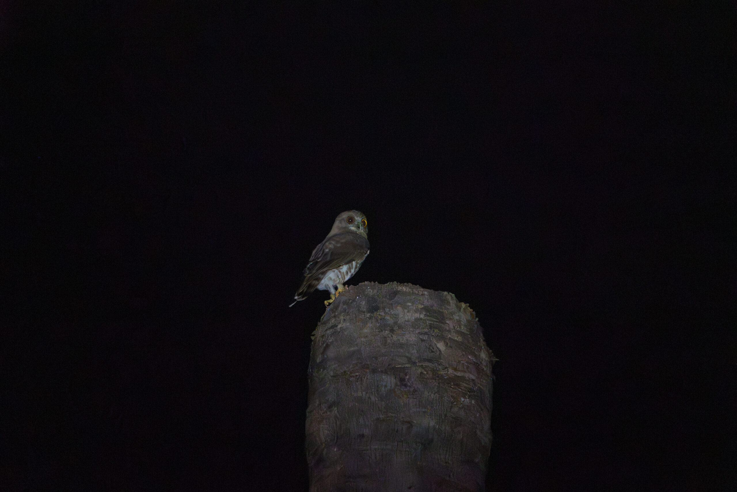 VK_02699-Enhanced-NR-2 2