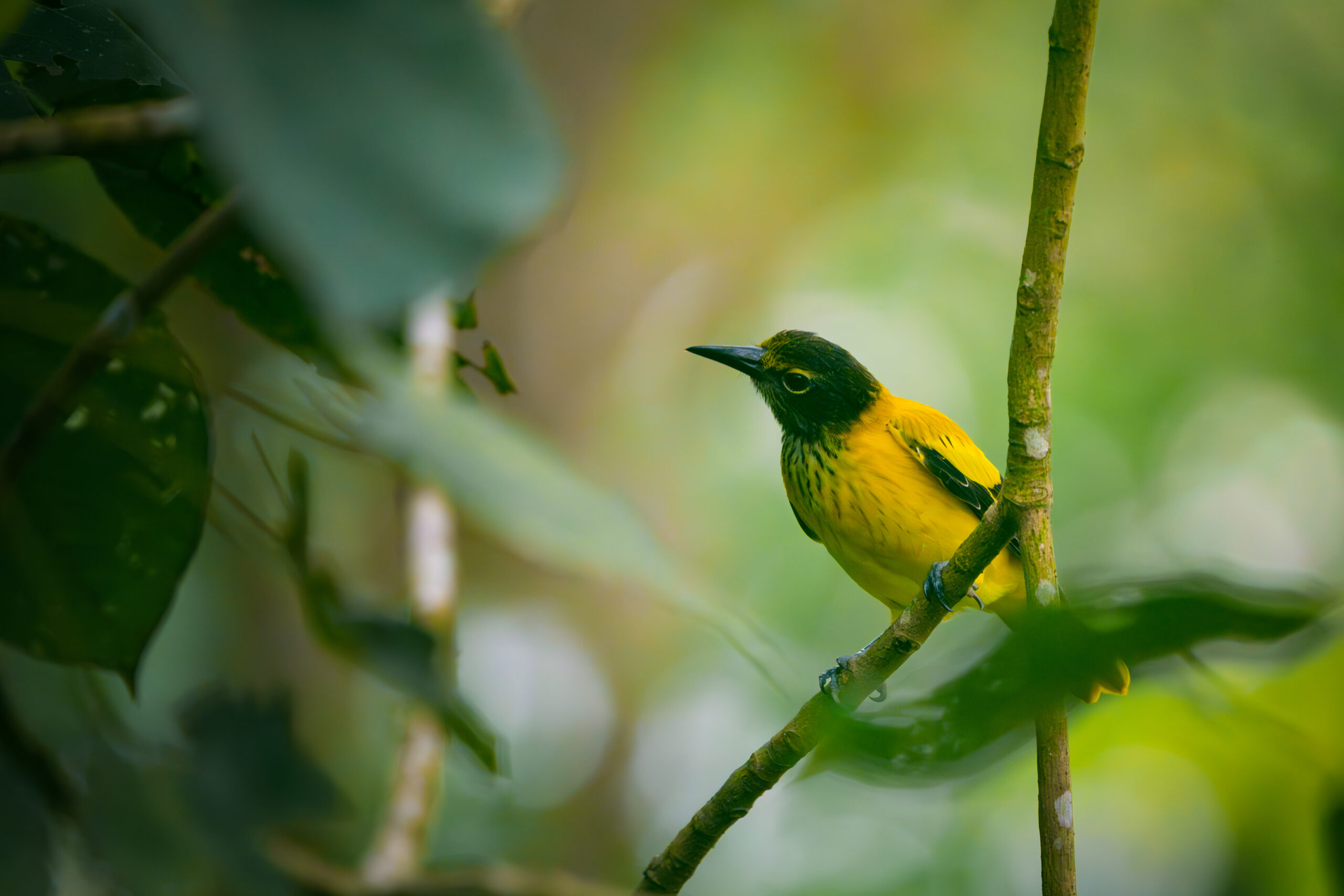 VK_04777-Enhanced-NR