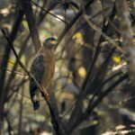 VK_03946-Enhanced-NR-Edit