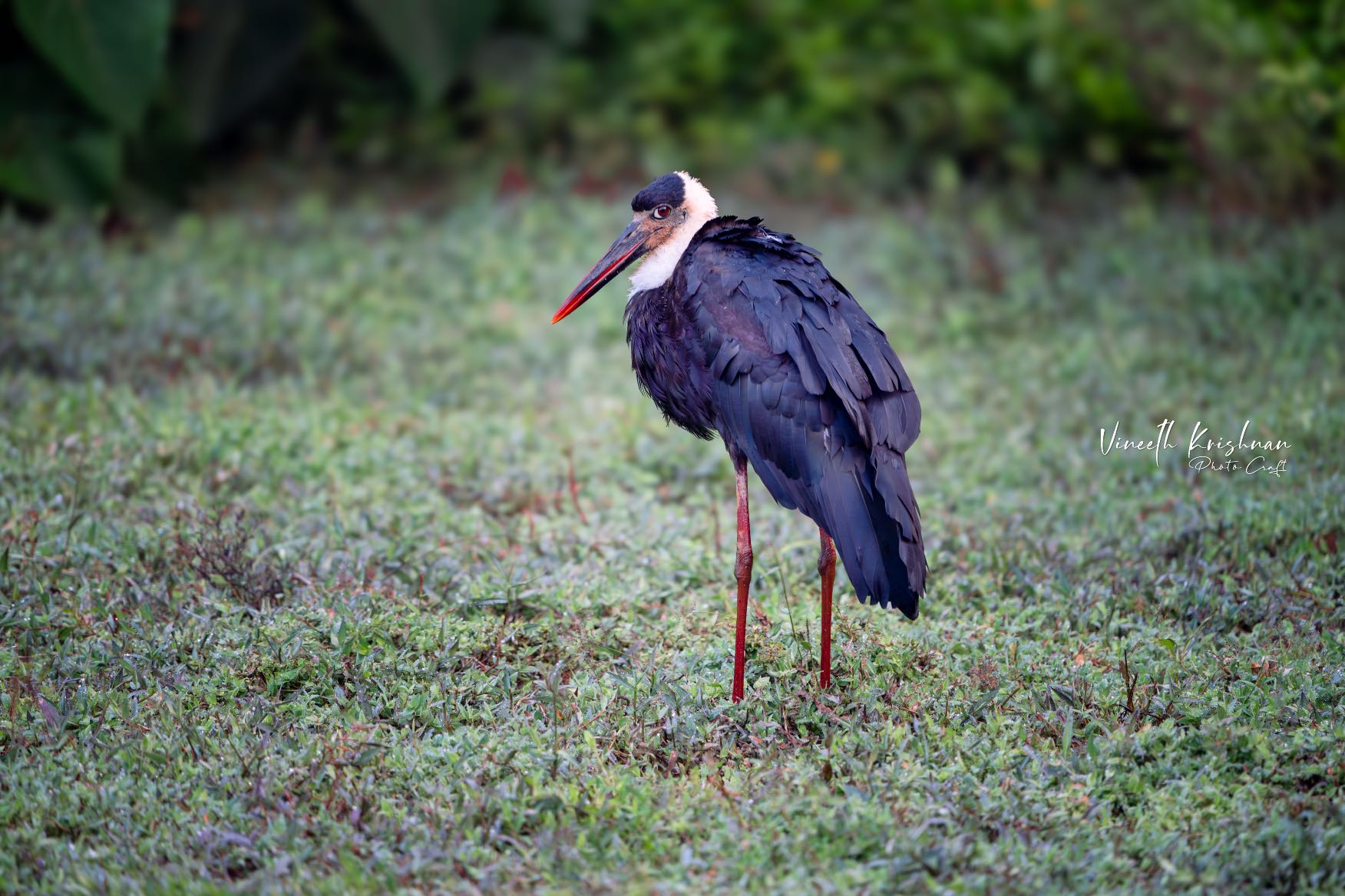 VK_09316-Enhanced-NR