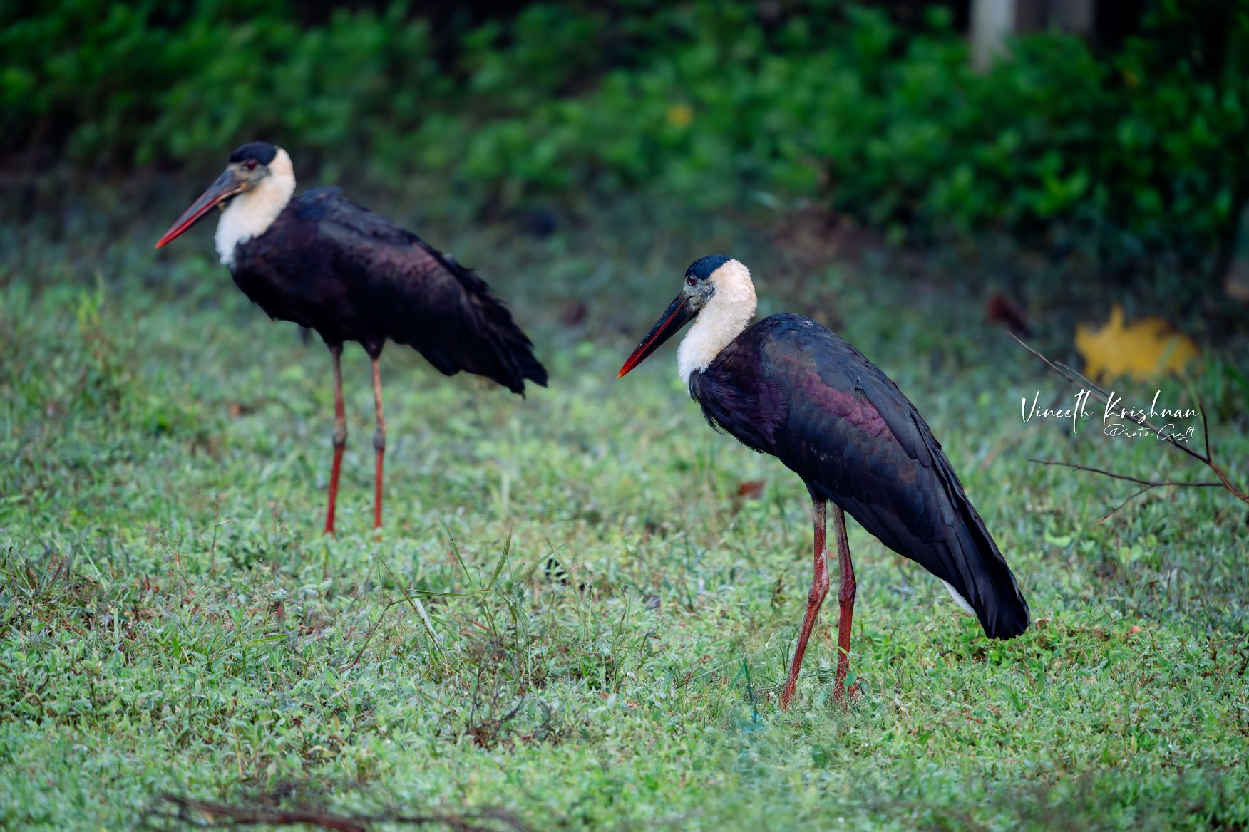 VK_09319-Enhanced-NR-Edit