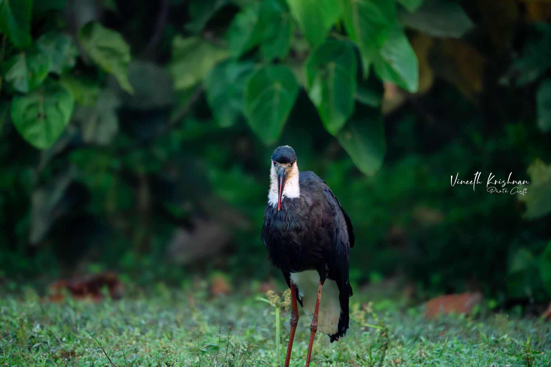 VK_09337-Enhanced-NR