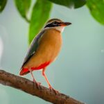 VK_09415-Enhanced-NR